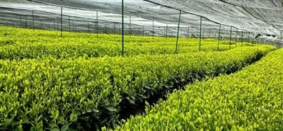 Hvad er de vigtigste udfordringer i Matcha-produktion?